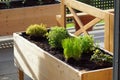 View of a self made wooden herbal bed on a terrace garden Royalty Free Stock Photo