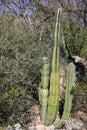 View of Senita Cactus, Pachycereus schottii Royalty Free Stock Photo