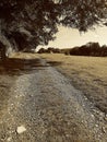 View in sepia of a traditional meadow in East Sussex, UK