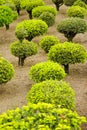 View of a series of green dwarf trees in the garden during spring day