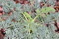 View of Seseli gummiferum, the moon carrot, a species of herbaceous perennial plants Royalty Free Stock Photo