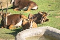 juvenile sable antelope at zoo Royalty Free Stock Photo