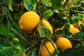 Meyer lemons Royalty Free Stock Photo