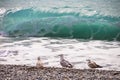 Several seagulls on the edge of the beach