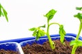 View of several seedlings of tomatoes in tray for sprout in greenhouse. White background