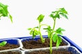 View of several seedlings of tomatoes in tray for sprout in greenhouse. White background