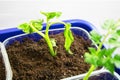 View of several seedlings of tomatoes in tray for sprout in greenhouse. White background