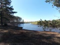 The view of shadow pine forest bank of the river.