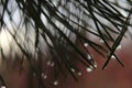 Black silhouete of pine tree needles on the blurred background.