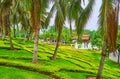 Under the shady palm trees, Rajapruek park, Chiang Mai, Thailand