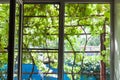 View of shady vineyard on yard through home window