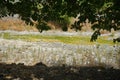 View of the shallow river bed Fonias in Lardos in August. Rhodes Island, Greece Royalty Free Stock Photo