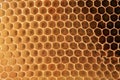 View on shape cell an honeycomb.