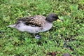 A view of a Sharp Winged Teal