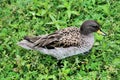 A view of a Sharp Winged Teal