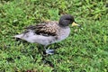 A view of a Sharp Winged Teal