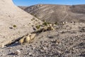 A view of sheep grazing at the foot of the crusader castle and surrounding countryside in Shobak, Jordan Royalty Free Stock Photo