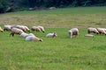 View of sheep herd peacefully grazing green grass in the meadow