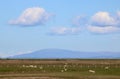 Sheep lambs in field, view to distant mountain Royalty Free Stock Photo