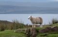 View of a sheep on the North Coast 500 circular road around Scotland. Photo taken between Polbain and Lochinver.