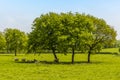 A view of sheep sheltering from the sun under a tree close to the village of Laughton near Market Harborough, UK