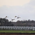 A view of  Shelducks in flight Royalty Free Stock Photo