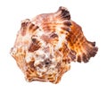 view of shell of brown muricidae mollusk isolated Royalty Free Stock Photo