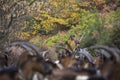 The shepherd with his goats, at Mafomedes village, Baiao, Portugal Royalty Free Stock Photo