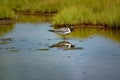 A shore bird, the Laughing Gull Leucophaeus atricilla has a call that sounds like laughter