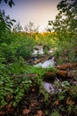 view from the shore of an overgrown swamp with fallen tree trunks and lush green vegetation. spring wetland forest Royalty Free Stock Photo