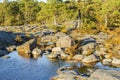 View of the shore of Porkkalanniemi, dry grass, stones and water Royalty Free Stock Photo