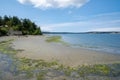 View of the shoreline near the Coupeville Wharf on Whidbey Island in Washington State at low tide