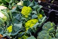 Cabbage, cauliflower, broccoli and broccoflower in greengrocery