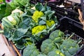 Cabbage, cauliflower, broccoli and broccoflower in greengrocery