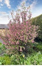 Wonderful spring blooming Ribes