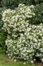 Beautiful Spiraea Alpine spring flower