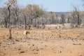 A view of shrub land beside a Himba tribe village in Namibia Royalty Free Stock Photo