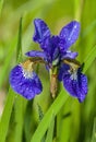 View of the Siberian iris flower with water drops after rain