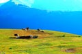 View at a Sibillini mountain ridge, meadows and bovines