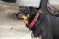 Black Sheepdog with collar. View from the side on a clear autumn day Royalty Free Stock Photo