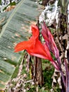 View from the side of red Kana flower plants or Canna indica Royalty Free Stock Photo