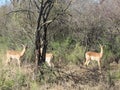 Three Springbok antelopes standing on dry grass in front of wall of dull green bushes in a bushveld in South Africa