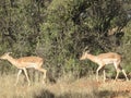 Two Springbok antelopes walking on dry grass past a wall of dull green bushes in a bushveld in South Africa