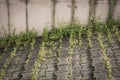 View of sidewalk with green weeds next to a barrier Royalty Free Stock Photo