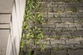 View of sidewalk with green weeds next to a barrier