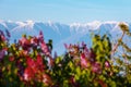 View of Signagi Alazani Valley Caucasus mountains through pink magenta lilac bushes on the sunset