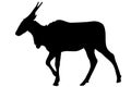 View on the silhouette of a common eland antelope Royalty Free Stock Photo