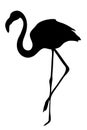 View on the silhouette of a flamingo