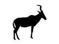View on the silhouette of a red hartebeest Royalty Free Stock Photo