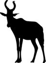 View on the silhouette of a red hartebeest Royalty Free Stock Photo